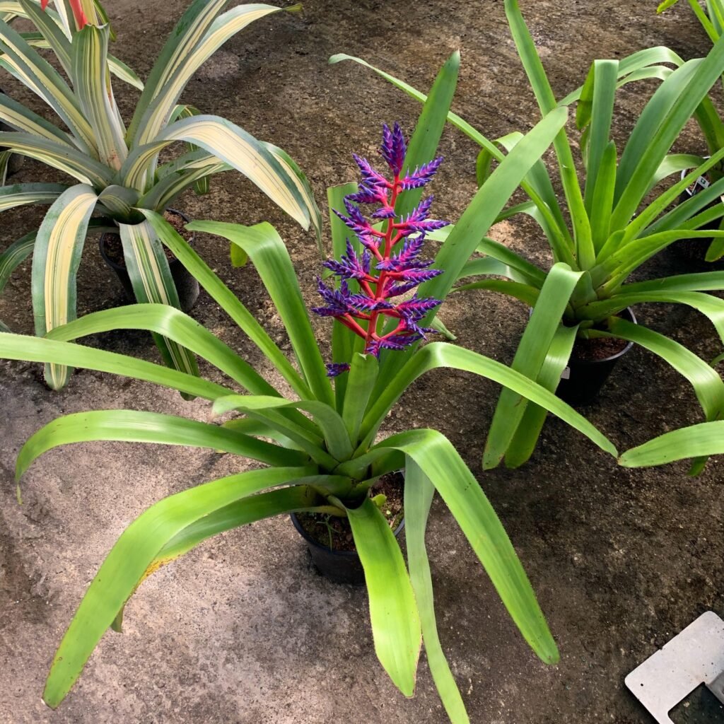 JARDINERIA 343986772 123619147378274 7172428115184258943 n