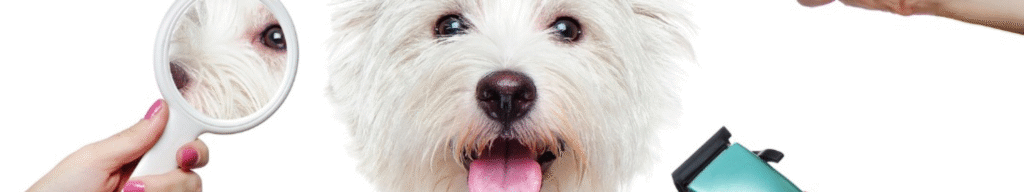 pet grooming pet grooming